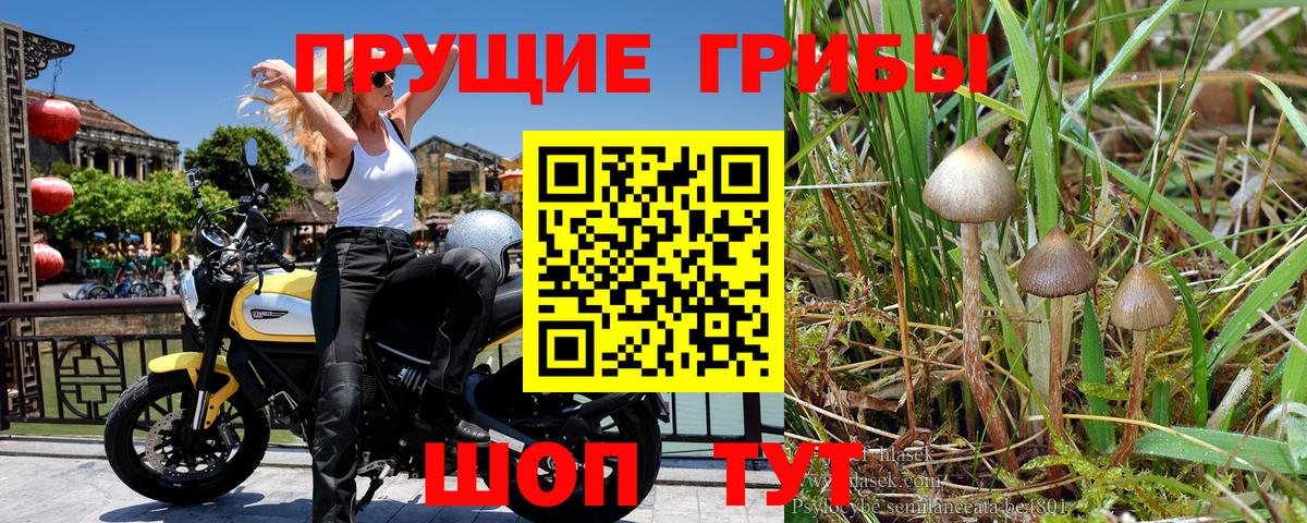 Галлюциногенные грибы MAGIC MUSHROOMS Гурьевск